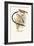 Pin-Tailed Whydah-Arthur G. Butler-Framed Art Print