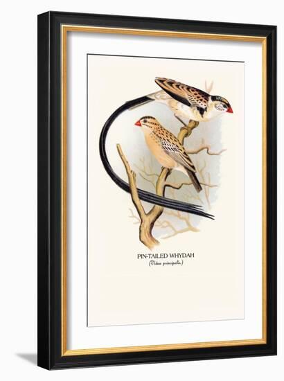 Pin-Tailed Whydah-Arthur G. Butler-Framed Art Print
