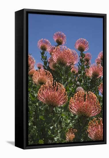 Pincushion Protea (Leucospermum Cordifolium), Kirstenbosch Botanical Gardens, Cape Town, Africa-Ann & Steve Toon-Framed Premier Image Canvas
