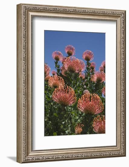 Pincushion Protea (Leucospermum Cordifolium), Kirstenbosch Botanical Gardens, Cape Town, Africa-Ann & Steve Toon-Framed Photographic Print