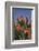 Pincushion Protea (Leucospermum Cordifolium), Kirstenbosch Botanical Gardens, Cape Town, Africa-Ann & Steve Toon-Framed Photographic Print