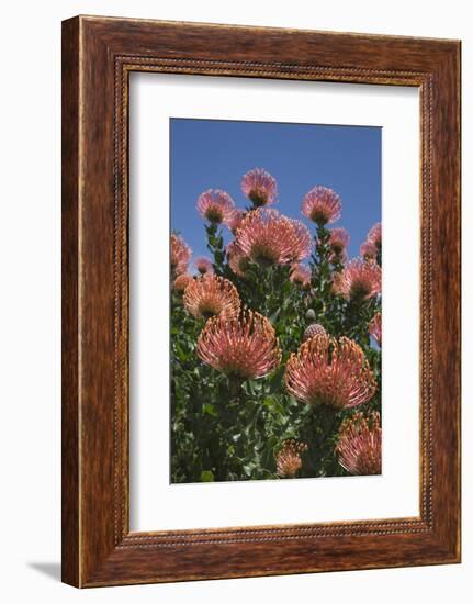 Pincushion Protea (Leucospermum Cordifolium), Kirstenbosch Botanical Gardens, Cape Town, Africa-Ann & Steve Toon-Framed Photographic Print