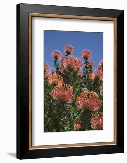 Pincushion Protea (Leucospermum Cordifolium), Kirstenbosch Botanical Gardens, Cape Town, Africa-Ann & Steve Toon-Framed Photographic Print