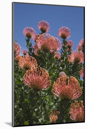 Pincushion Protea (Leucospermum Cordifolium), Kirstenbosch Botanical Gardens, Cape Town, Africa-Ann & Steve Toon-Mounted Photographic Print