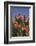 Pincushion Protea (Leucospermum Cordifolium), Kirstenbosch Botanical Gardens, Cape Town, Africa-Ann & Steve Toon-Framed Photographic Print