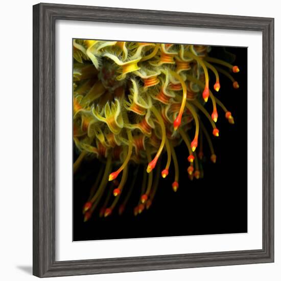 Pincushion Protea-Magda Indigo-Framed Photographic Print