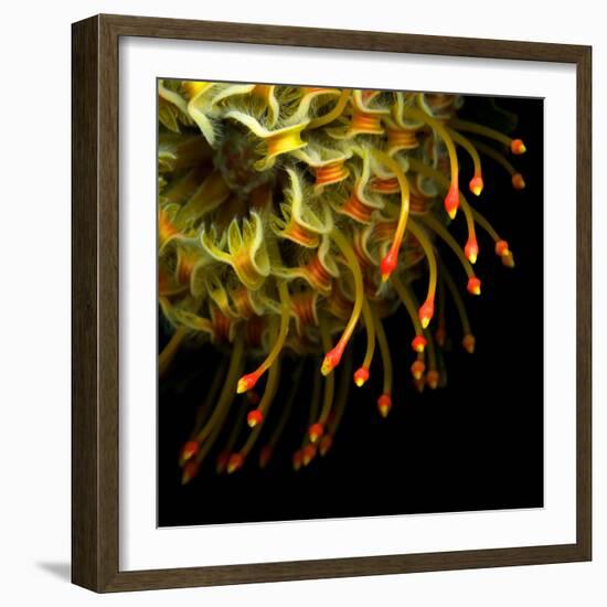 Pincushion Protea-Magda Indigo-Framed Photographic Print