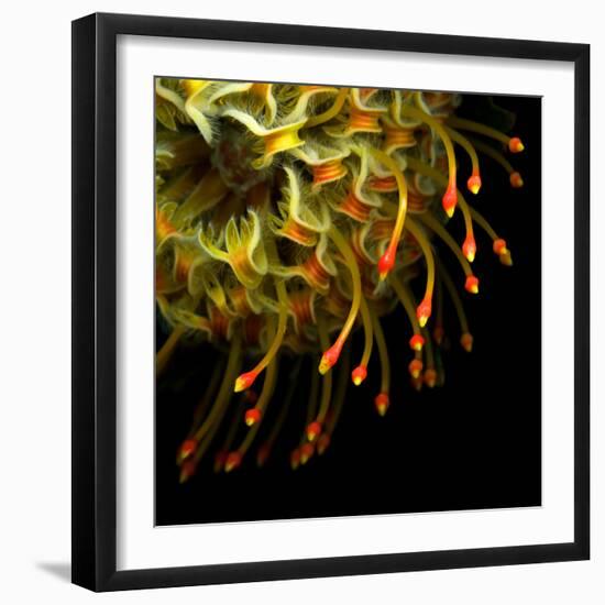 Pincushion Protea-Magda Indigo-Framed Photographic Print