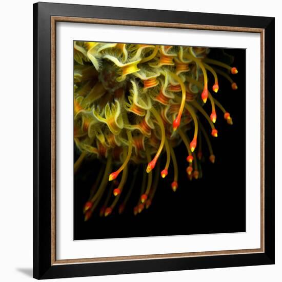 Pincushion Protea-Magda Indigo-Framed Photographic Print