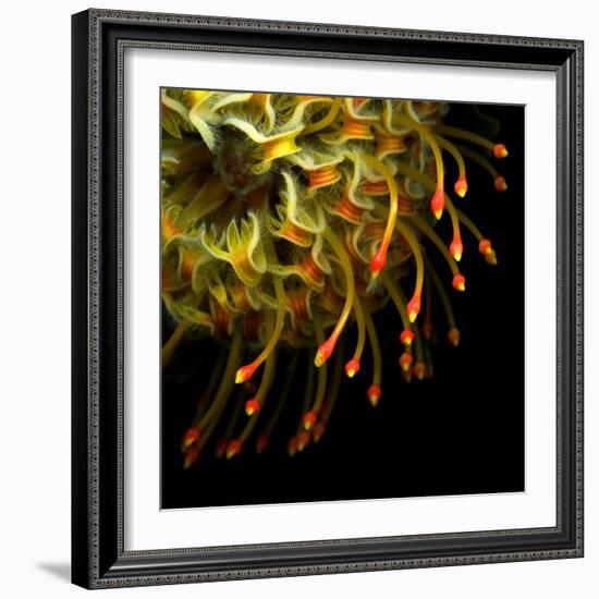 Pincushion Protea-Magda Indigo-Framed Photographic Print