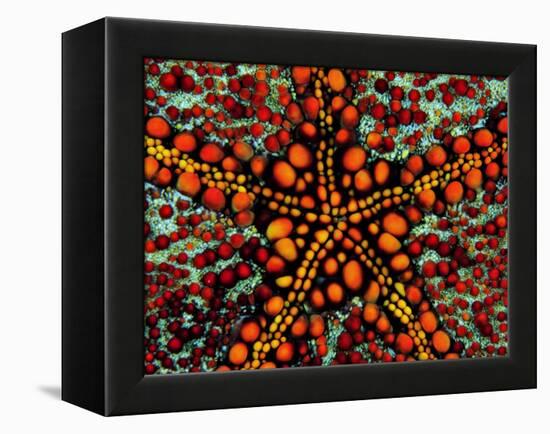 Pincushion Starfish (Culcita Novaeuineae)-Andrea Ferrari-Framed Premier Image Canvas