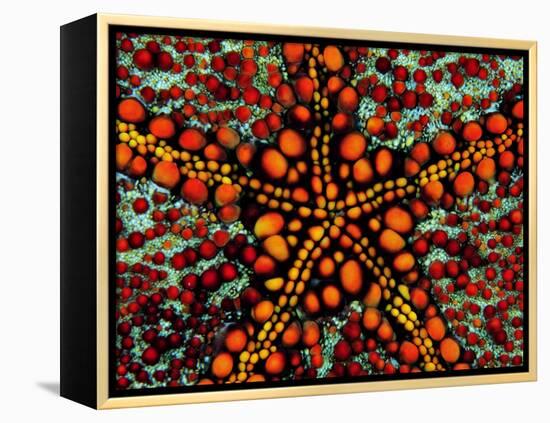 Pincushion Starfish (Culcita Novaeuineae)-Andrea Ferrari-Framed Premier Image Canvas