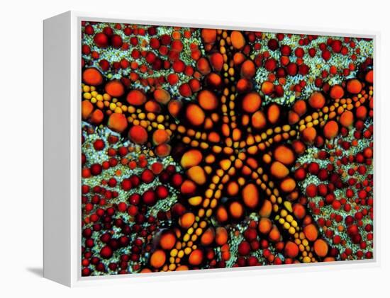 Pincushion Starfish (Culcita Novaeuineae)-Andrea Ferrari-Framed Premier Image Canvas
