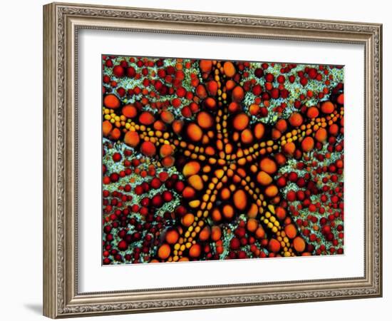 Pincushion Starfish (Culcita Novaeuineae)-Andrea Ferrari-Framed Photographic Print