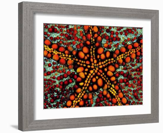 Pincushion Starfish (Culcita Novaeuineae)-Andrea Ferrari-Framed Photographic Print