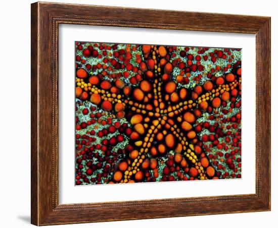 Pincushion Starfish (Culcita Novaeuineae)-Andrea Ferrari-Framed Photographic Print