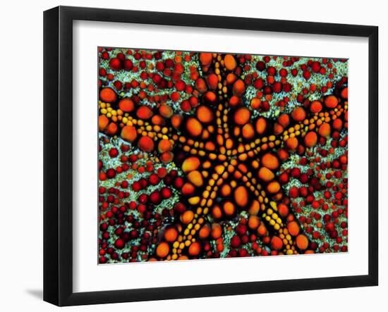 Pincushion Starfish (Culcita Novaeuineae)-Andrea Ferrari-Framed Photographic Print