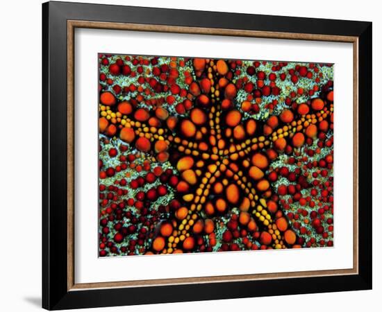 Pincushion Starfish (Culcita Novaeuineae)-Andrea Ferrari-Framed Photographic Print