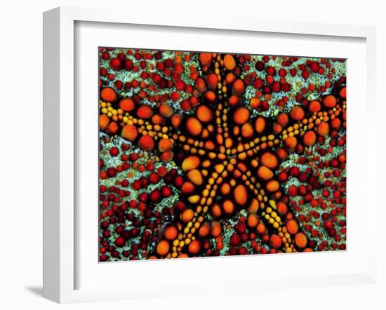 Pincushion Starfish (Culcita Novaeuineae)-Andrea Ferrari-Framed Photographic Print