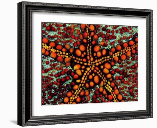 Pincushion Starfish (Culcita Novaeuineae)-Andrea Ferrari-Framed Photographic Print