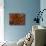 Pincushion Starfish (Culcita Novaeuineae)-Andrea Ferrari-Photographic Print displayed on a wall