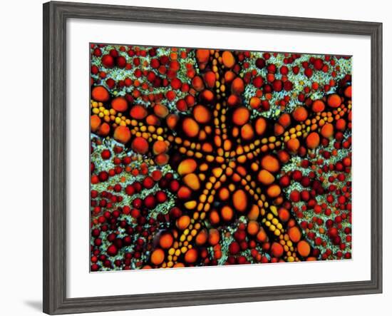 Pincushion Starfish (Culcita Novaeuineae)-Andrea Ferrari-Framed Photographic Print