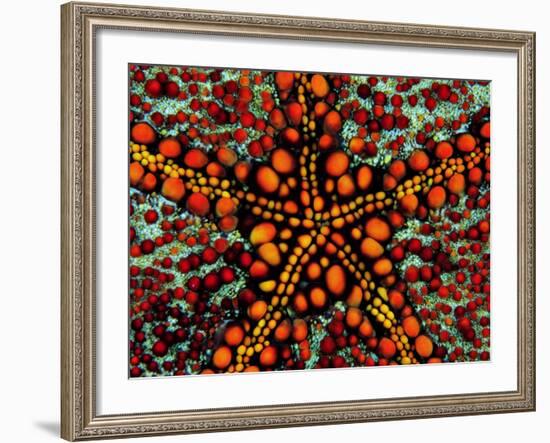 Pincushion Starfish (Culcita Novaeuineae)-Andrea Ferrari-Framed Photographic Print