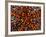 Pincushion Starfish (Culcita Novaeuineae)-Andrea Ferrari-Framed Photographic Print