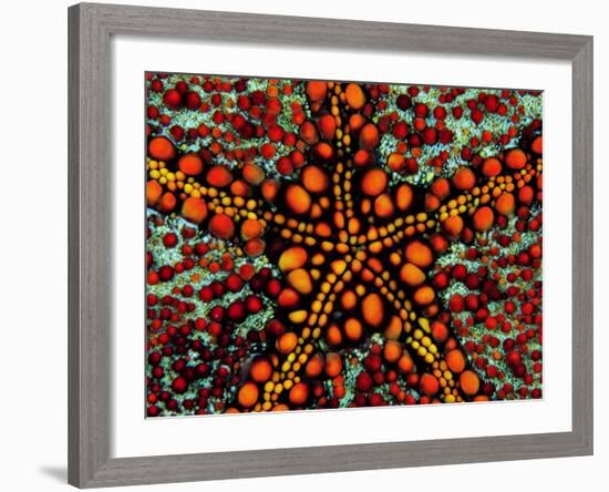 Pincushion Starfish (Culcita Novaeuineae)-Andrea Ferrari-Framed Photographic Print