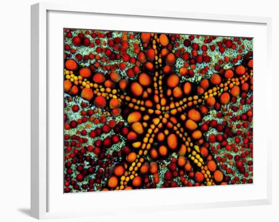 Pincushion Starfish (Culcita Novaeuineae)-Andrea Ferrari-Framed Photographic Print