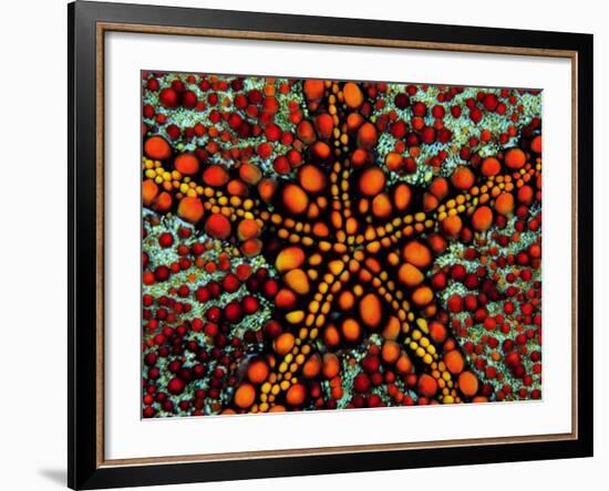 Pincushion Starfish (Culcita Novaeuineae)-Andrea Ferrari-Framed Photographic Print