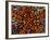 Pincushion Starfish (Culcita Novaeuineae)-Andrea Ferrari-Framed Photographic Print