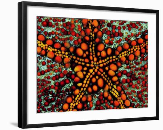 Pincushion Starfish (Culcita Novaeuineae)-Andrea Ferrari-Framed Photographic Print