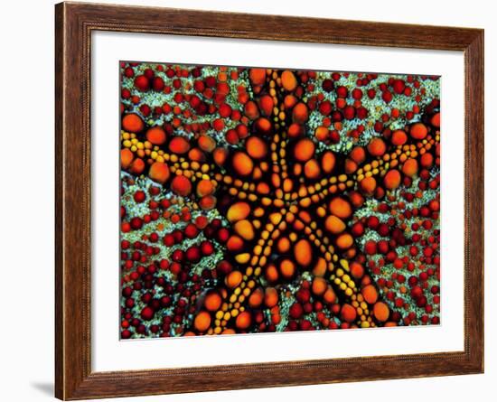 Pincushion Starfish (Culcita Novaeuineae)-Andrea Ferrari-Framed Photographic Print