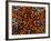 Pincushion Starfish (Culcita Novaeuineae)-Andrea Ferrari-Framed Photographic Print