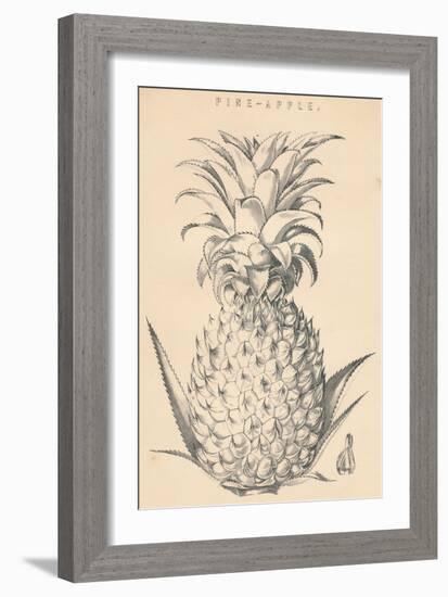 'Pine-Apple', c19th century-Unknown-Framed Giclee Print