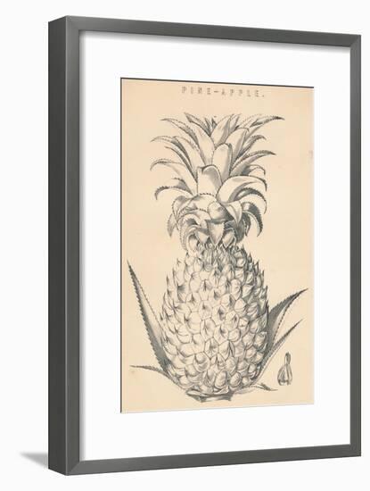 'Pine-Apple', c19th century-Unknown-Framed Giclee Print