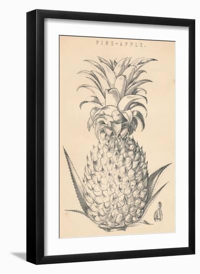 'Pine-Apple', c19th century-Unknown-Framed Giclee Print