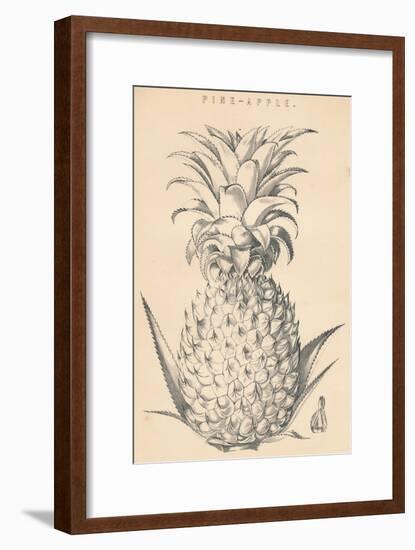 'Pine-Apple', c19th century-Unknown-Framed Giclee Print