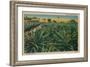'Pine-Apple Field - Habana, Campo De Pinas', c1910-Unknown-Framed Giclee Print