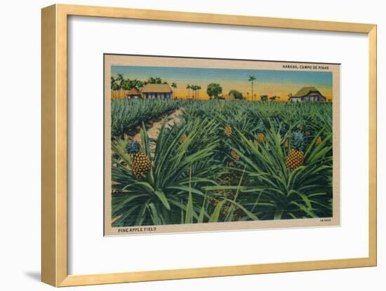 'Pine-Apple Field - Habana, Campo De Pinas', c1910-Unknown-Framed Giclee Print