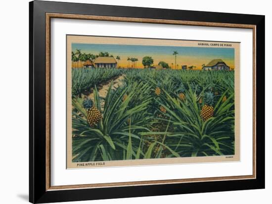 'Pine-Apple Field - Habana, Campo De Pinas', c1910-Unknown-Framed Giclee Print