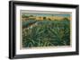 'Pine-Apple Field - Habana, Campo De Pinas', c1910-Unknown-Framed Giclee Print