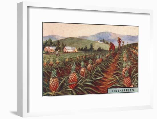 'Pine-apples. - Gathering the Fruit, Hawaii', 1928-Unknown-Framed Giclee Print