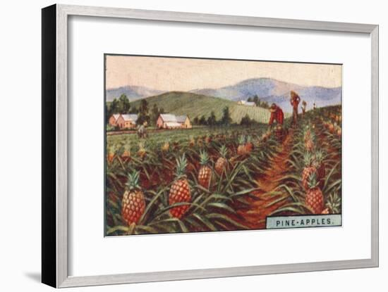 'Pine-apples. - Gathering the Fruit, Hawaii', 1928-Unknown-Framed Giclee Print