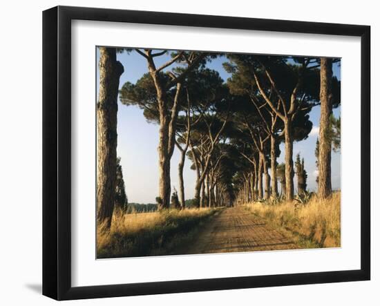 Pine Avenue-Thonig-Framed Photographic Print