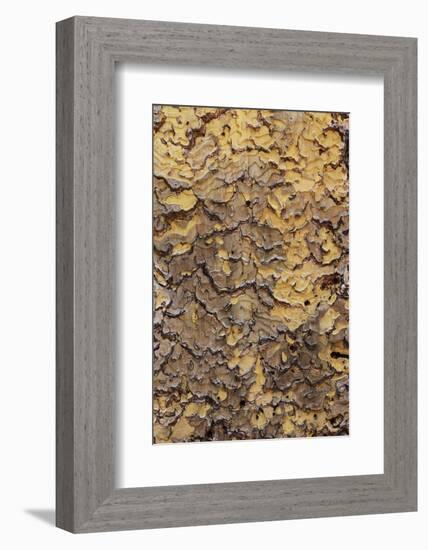 Pine bark pattern Yosemite National Park, California-Adam Jones-Framed Photographic Print