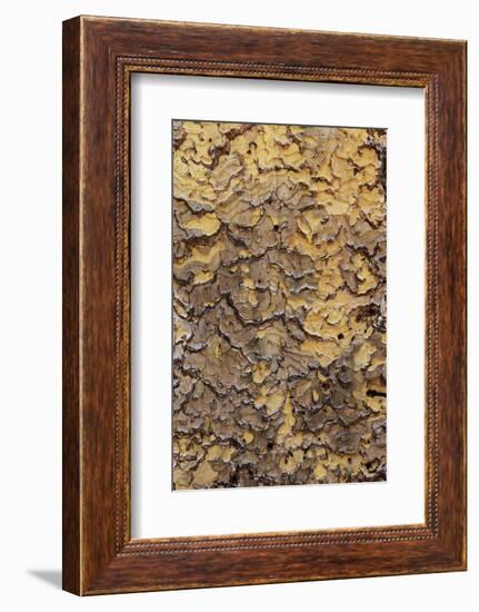 Pine bark pattern Yosemite National Park, California-Adam Jones-Framed Photographic Print