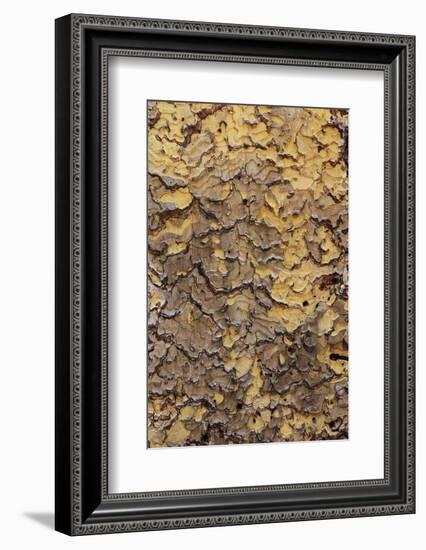 Pine bark pattern Yosemite National Park, California-Adam Jones-Framed Photographic Print