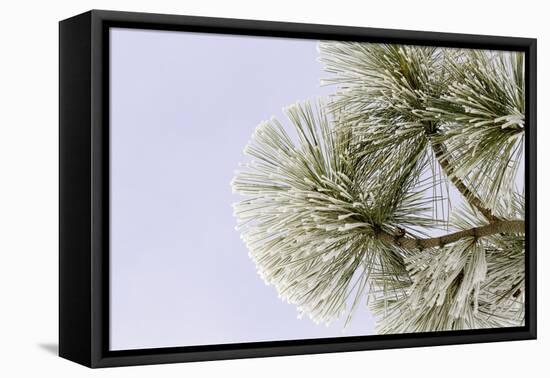 Pine bough with heavy frost crystals, Kalispell, Montana-Adam Jones-Framed Premier Image Canvas